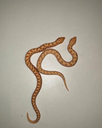 Nasicus - Conda / Conda Albino morph