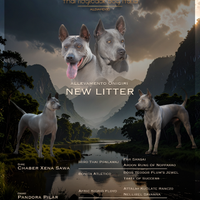 Thai Ridgeback