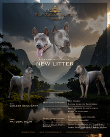 Thai Ridgeback