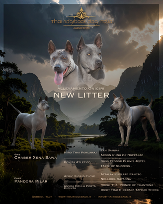 Thai Ridgeback