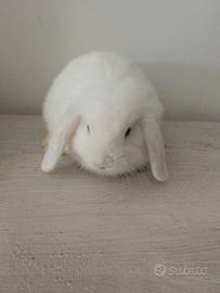 Cuccioli Mini Lop
