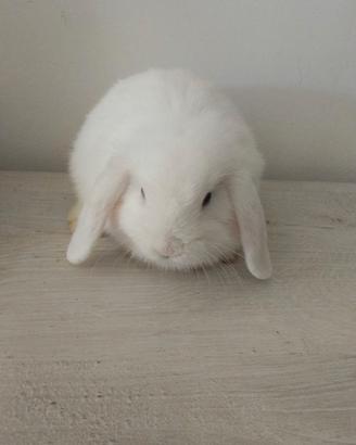 Cuccioli Mini Lop