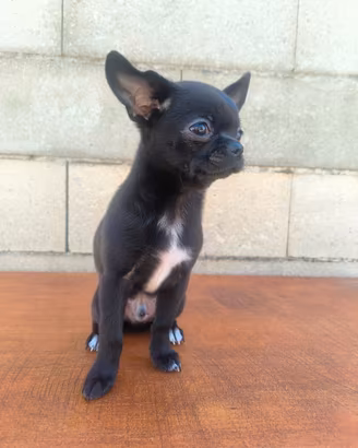 Chihuahua pedigree ENCI