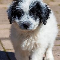 Cuccioli maschi femmina barboncino mix