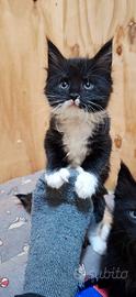 Cucciola Maine Coon con Pedigree