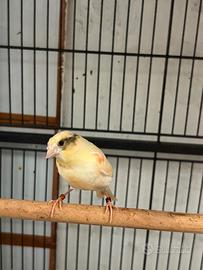 Novelli Arlecchino portoghese