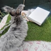 Fibra d'Angora grezza e naturale