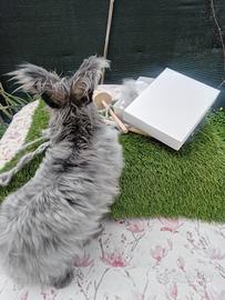 Fibra d'Angora grezza e naturale