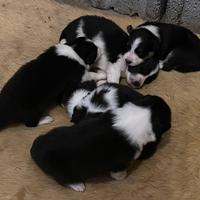 Cuccioli di border collie