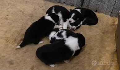 Cuccioli di border collie