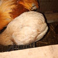 Galline