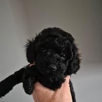 Barboncino toy e minitoy