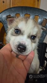 Cuccioli huski siberiano
