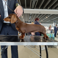Cuccioli bassotto nano