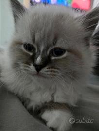 Cuccioli di Gatto Siberiano