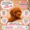 cuccioli-barboncino-minitoy