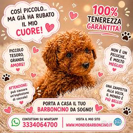 Cuccioli barboncino minitoy