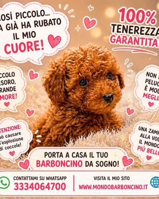 Cuccioli barboncino minitoy