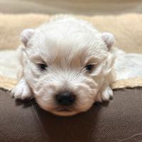 Cuccioli di west highland White terrier