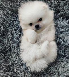 Spitz Pomerania mini toy