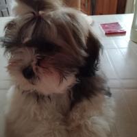 Disponibile cucciola di circa 4 mesi