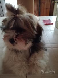 Disponibile cucciola di circa 4 mesi