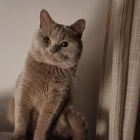 Monta British Short-hair