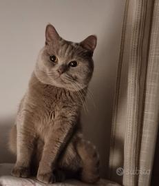 Monta British Short-hair