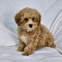 Cuccioli di Maltipoo di piccola taglia