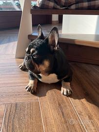 Monta bulldog