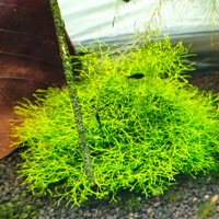 Muschio di jave riccia fluitans