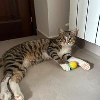 Gatto tigrato dolce