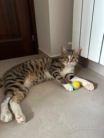 Gatto tigrato dolce