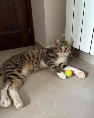 Gatto tigrato dolce