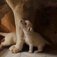 Pastore dell'Asia centrale (Alabai)