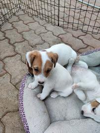 Jack Russell femminucce