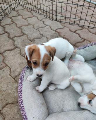 Jack Russell femminucce