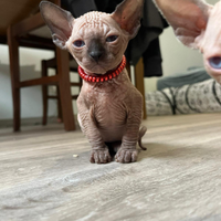 Sphynx