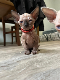 Sphynx