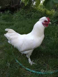 Gallo ibrido di moroseta x livornese