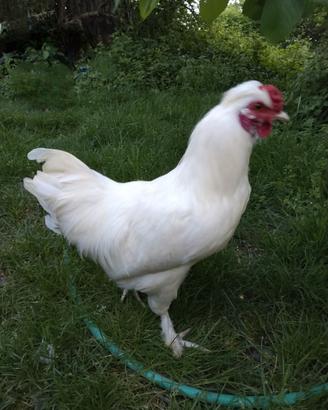 Gallo ibrido di moroseta x livornese