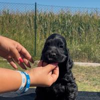 Cuccioli cocker spaniel inglese