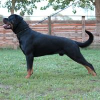 Monta Rottweiler