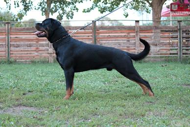 Monta Rottweiler