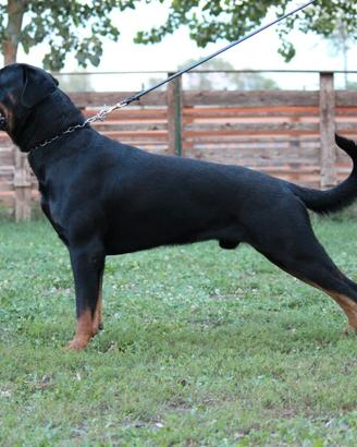 Monta Rottweiler