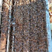 Nuclei api su 5 favi