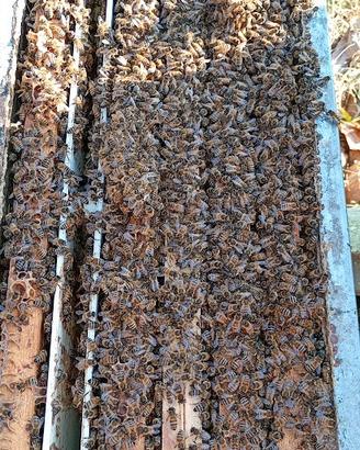 Nuclei api su 5 favi