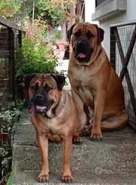 Cane Corso XXL