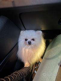 Volpino Pomerania di razza per accoppiamento