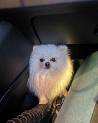 Volpino Pomerania di razza per accoppiamento